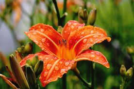 百合花