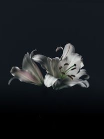 百合花