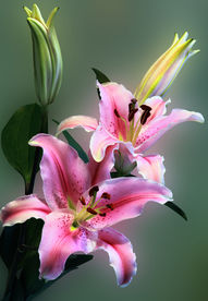 百合花