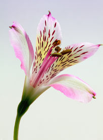 百合花