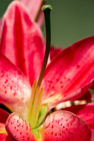 百合花