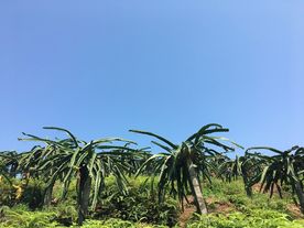 火龙果