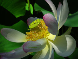 荷花