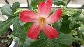 红花马宁