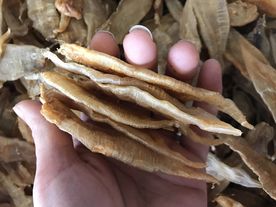 鱼胶 鱼肚 干货 鱼鳔 花胶