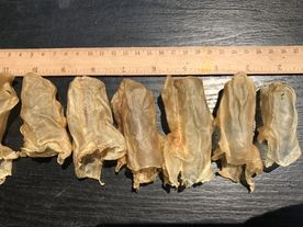 鱼胶 鱼肚 干货 鱼鳔 花胶