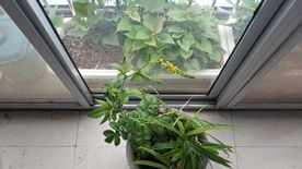 狼牙草