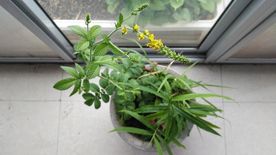脱力草