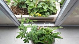 仙鹤草