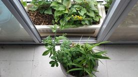 仙鹤草 生姜 红薯叶