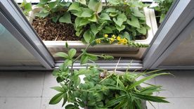 仙鹤草