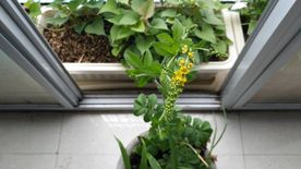 仙鹤草