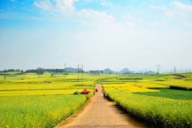 油菜花田美景