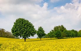 油菜花田风景