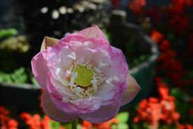 粉色小花