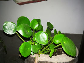 绿叶植物