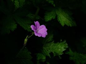 美丽的小花