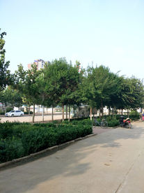 小区绿化美丽的小区