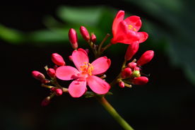 小红花