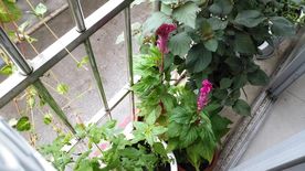 五指山叁 鸡冠花 紫苏