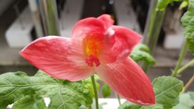 红花马宁