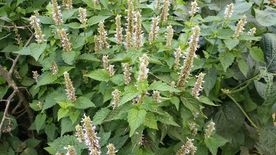 藿香花