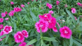石竹花 母亲花