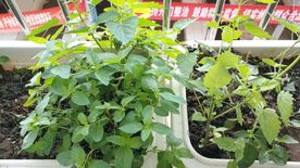 薄荷 藿香