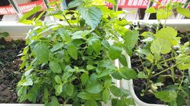 藿香 薄荷