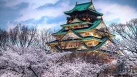 日本 樱花