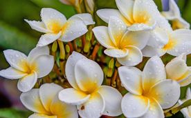 高清鸡蛋花图片 鸡蛋花 黄色鸡