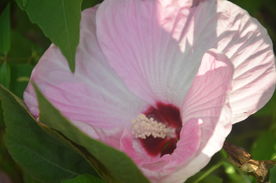 芙蓉葵