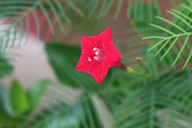 五角星花