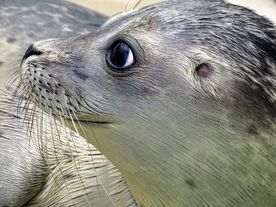 海豹幼崽
