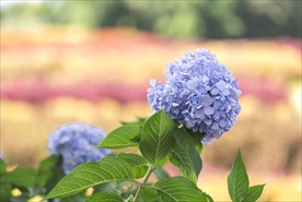 蓝色绣球花