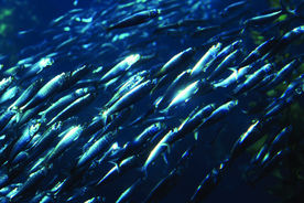 海底观赏图片   海洋生物世界