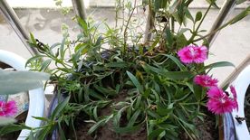 石竹花 母亲花