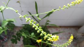 仙鹤草花
