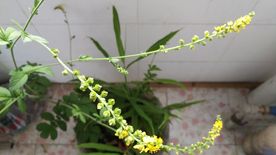 仙鹤草花