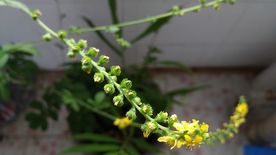 仙鹤草花