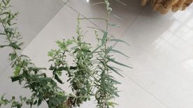 艾草 与 山艾叶