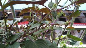 紫苏花