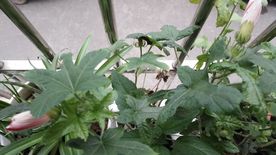 含苞待放 红花叁