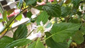 藿香花