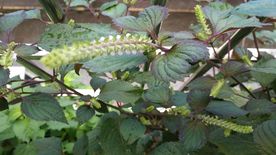 紫苏花