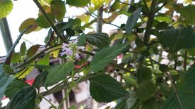 藿香花