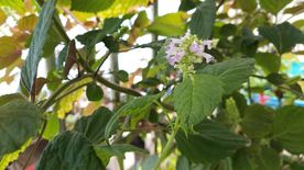 藿香花
