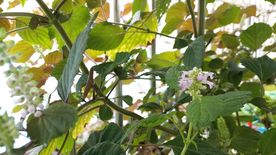 藿香花