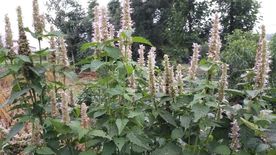 藿香花