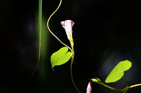 牵牛花